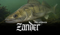 Zander Spots (PRO)