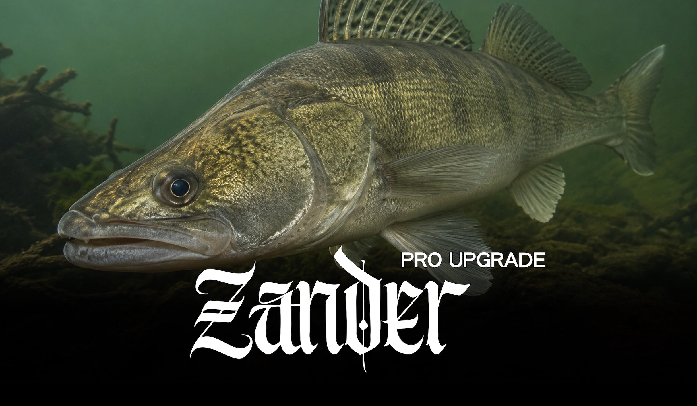 Zander Spots (PRO)