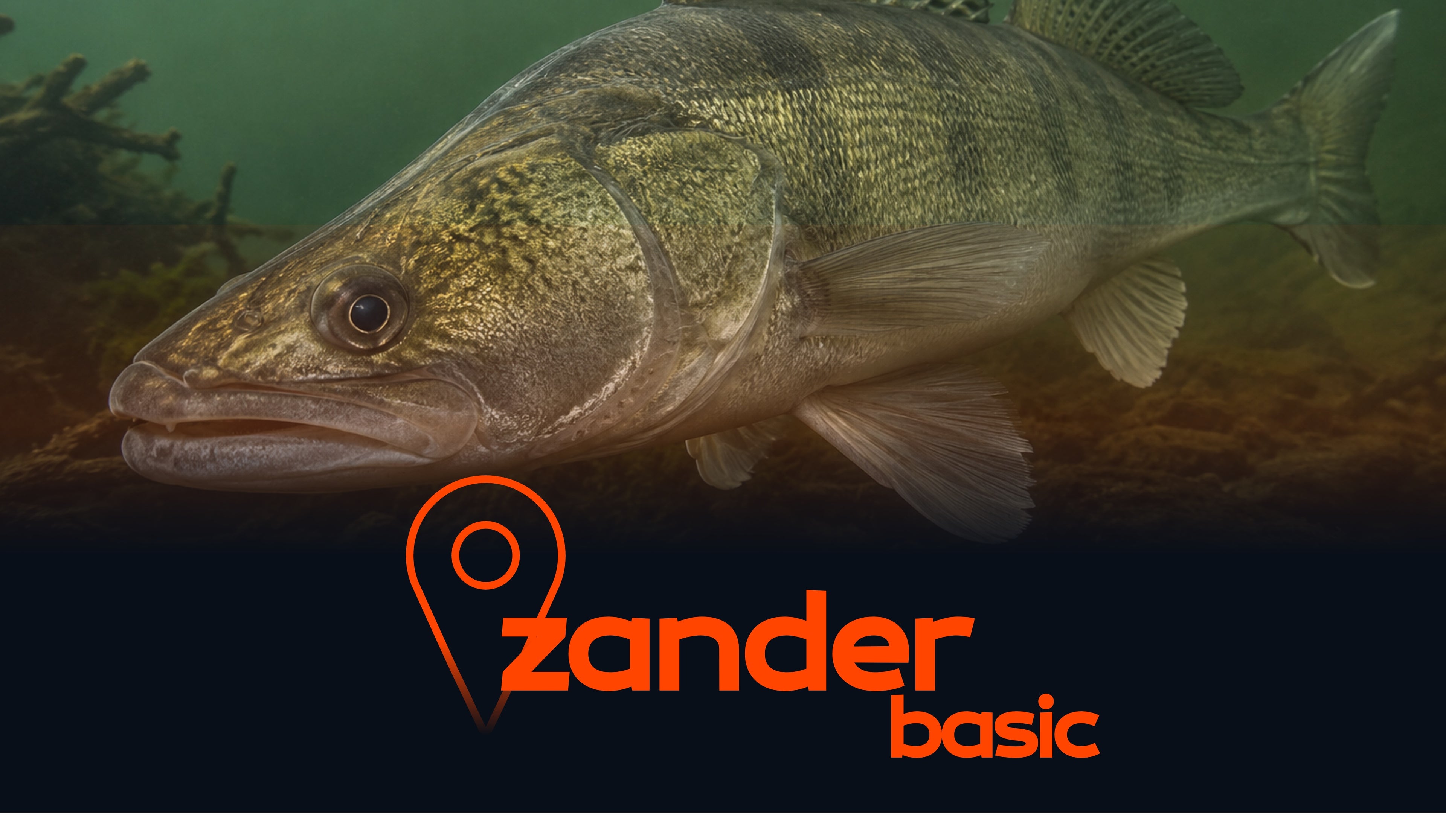 Zander Spots Basic